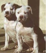 american bulldog puppies
