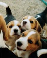   Puppies on All About Beagles