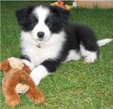 Border Collies