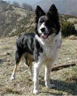 Border Collie