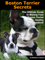 Boston Terrier Secrets