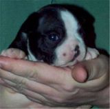 boston terrier puppies