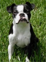 boston terriers