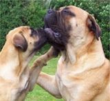 mastiff