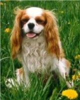 Cavalier King Charles Spaniel