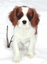 Cavalier King Charles Spaniels