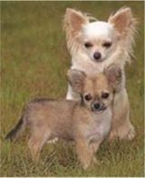 chihuahuas