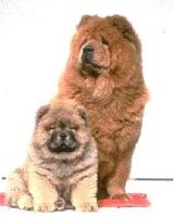 chow-chow