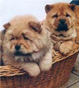 chow chow puppies