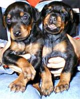 doberman puppies