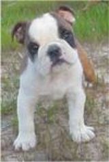 english bulldog puppies