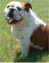 english bulldogs