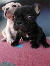 french bulldog puppies