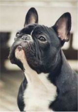 french bulldogs