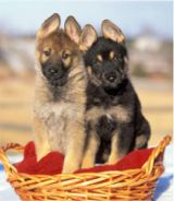 german shepherd puppies