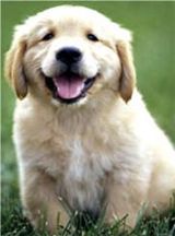 golden retriever puppies