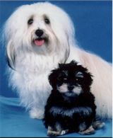 havanese dogs