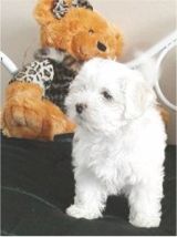 havanese puppies