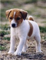 Jack Russell Puppies on Jack Russell Terriers  Jack Russell Puppies  Jack Russel Terrier  Jack