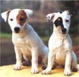 jack russell terriers