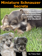 Miniature Schnauzer Secrets