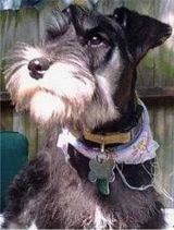 miniature schnauzer