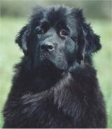 newfoundland dogs