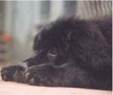 newfoundland puppies