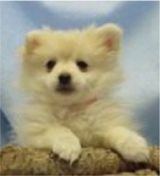 Teacup pomeranian puppies in missouri