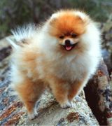 pomeranians