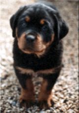 rottweilers