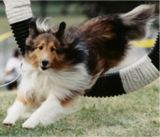 sheltie puppies