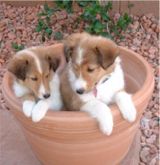 sheltie puppies