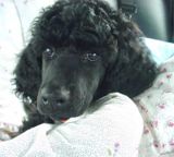 standard poodle pups