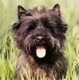 Cairn Terriers