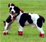 dog boots