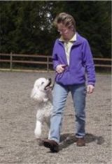 dog training