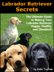 Labrador Secrets