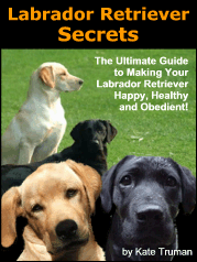 Labrador Retriever Secrets