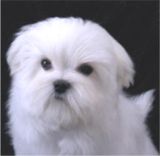 maltese puppies