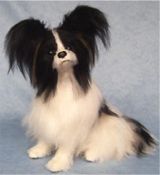 papillon dogs