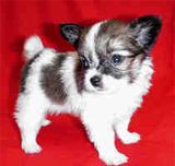 papillon puppies