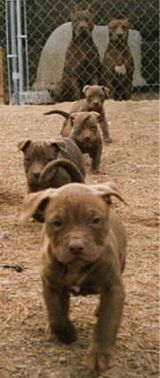 pitbull puppies