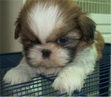 Shih Tzu