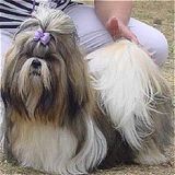 shihtzu