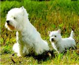 west highland terrier