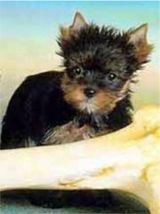 yorkie puppies