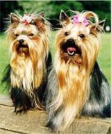 yorkshire terriers